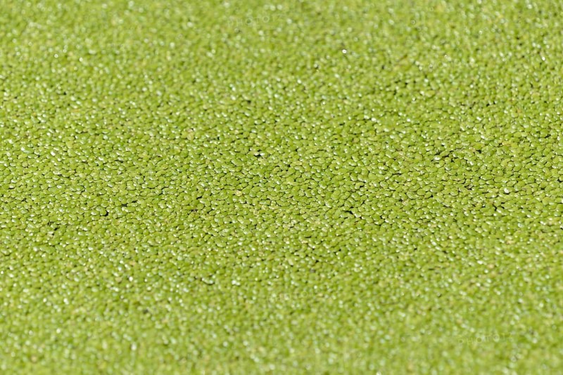 Duckweeds (Lemna) cover the water surface, North Rhine-Westphalia, Germany, Europe