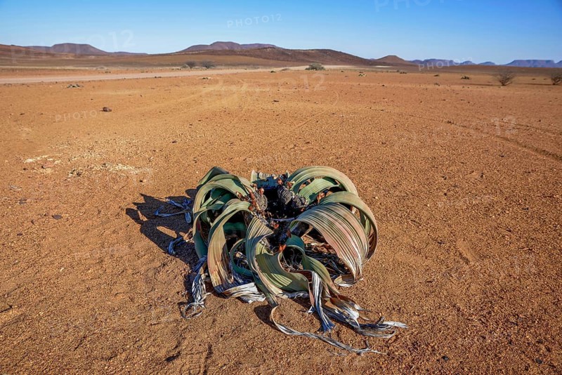 Welwitschia (Welwitschia mirabilis) in desert landscape, Brandberg, Erongo region, Namibia, Africa