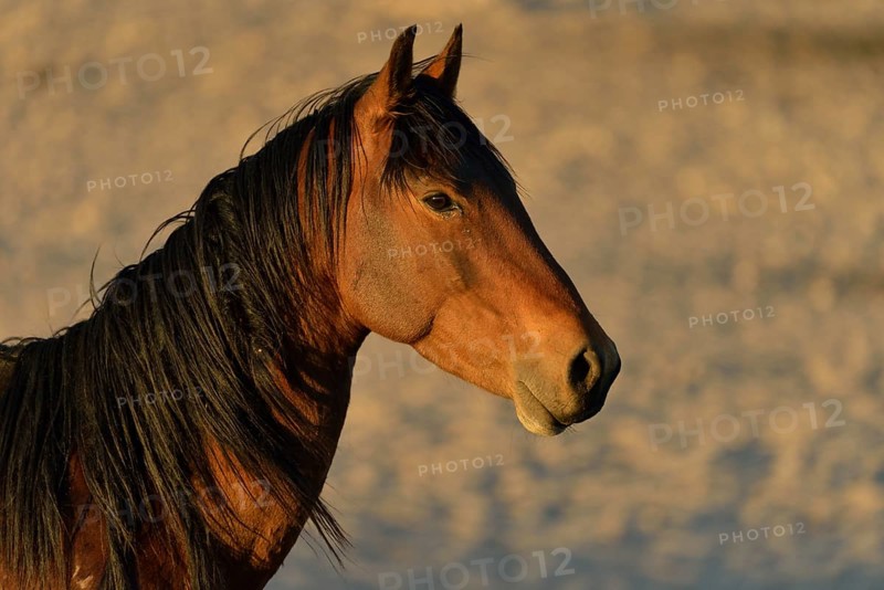 Desert Horse (Equus ferus), portrait, near waterhole Garub, near Aus, Karas Region, Namibia, Africa