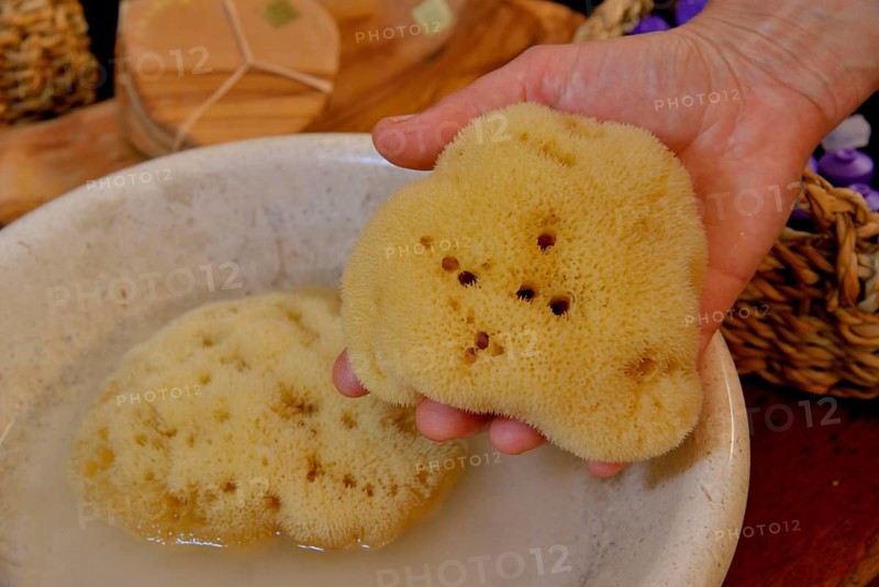 Sponge of the genus Dalmata fina, Krapanj island, Adriatic, Šibenik-Knin, Croatia, Europe