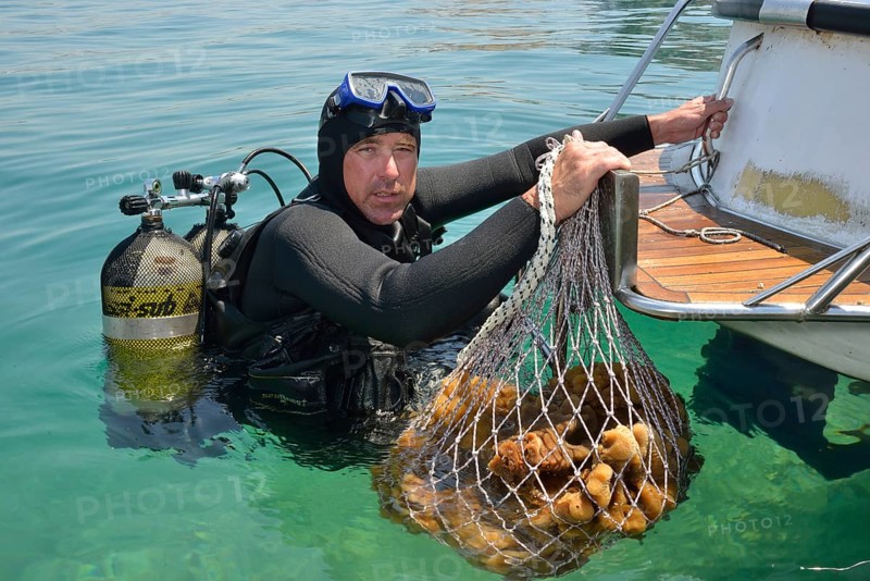 Sponge diver Kristijan Jaram with a net full of sponges of the genus Dalmata fina, Krapanj, Šibenik-Knin, Adriatic, Croatia, Europe