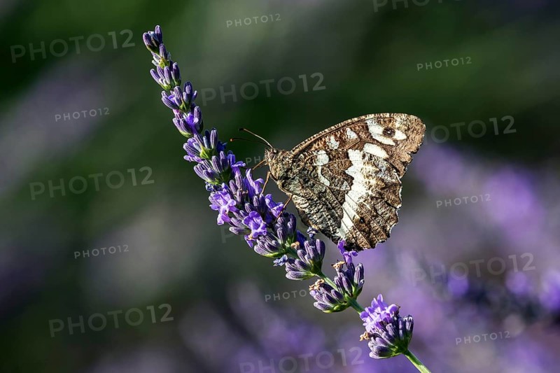 Great banded grayling (Brintesia circe), sitting on lavender flower, Provence, France, Europe