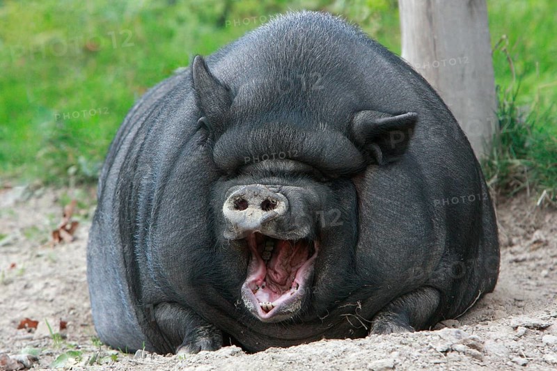 Vietnamese pot-bellied pig