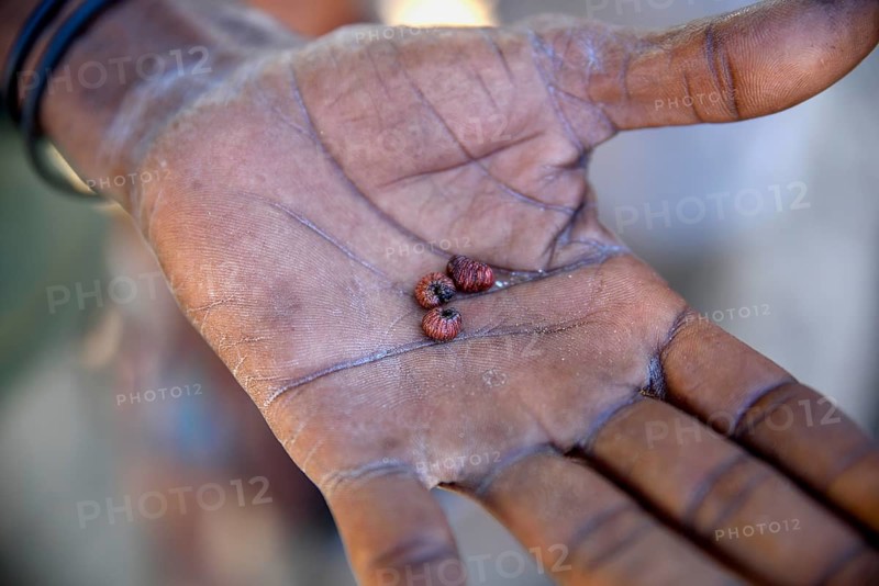 Larvae, Bushman arrow-poison beetle (Diamphidia nigroornata) in the hands of a Bushman, for the production of arrow poison, Tsumkwe, Otjozondjupa region, Namibia, Africa