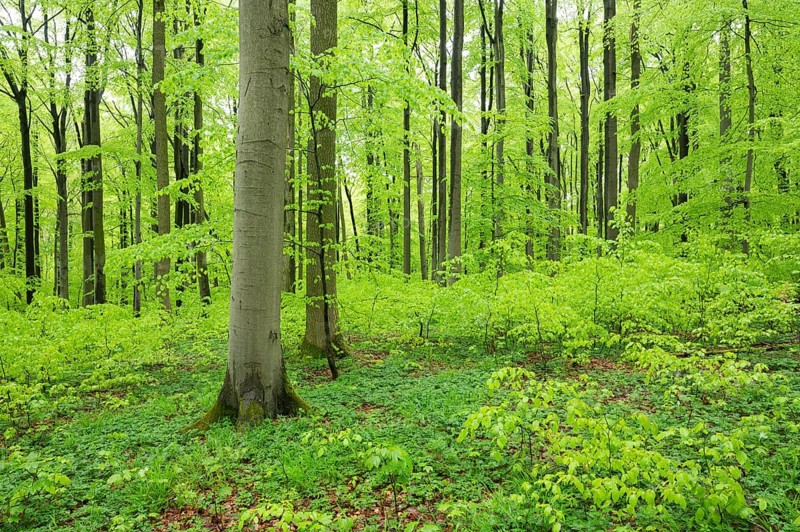 Red beech forest (Fagus sylvatica) in spring, fresh green leaves, Thuringia, Germany, Europe