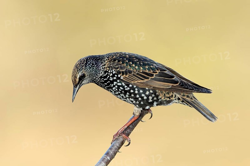 Starling, Common Starling (Sturnus vulgaris) sitting on a branch, Siegerland Animals, Birds, Songbirds, North Rhine-Westphalia, Germany, Europe