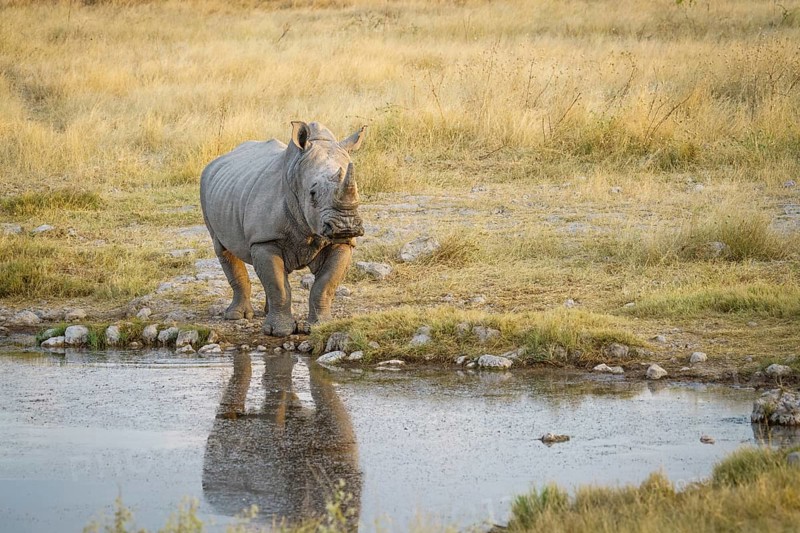 White rhino (Ceratotherium simum) standing at a waterhole with reflection in the water. Etosha National Park, Namibia, Africa