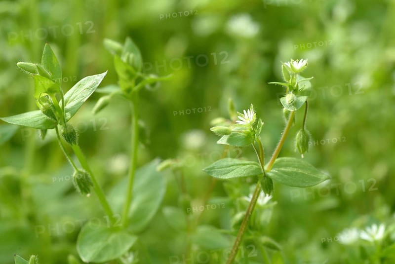 Greater stitchwort (Stellaria holostea), Rabelera holostea, also Common Chickweed, medicinal plant