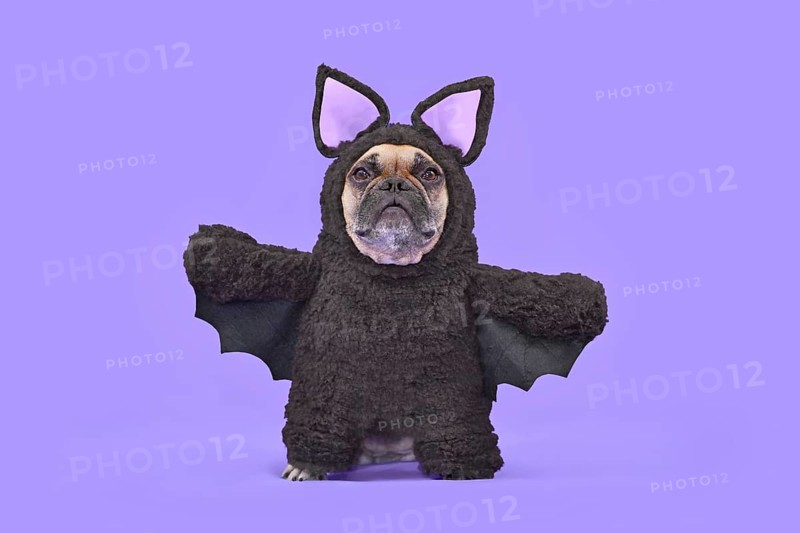 Halloween dog costume. French Bulldog wearing funny homemade full body bat costume in front of purple background