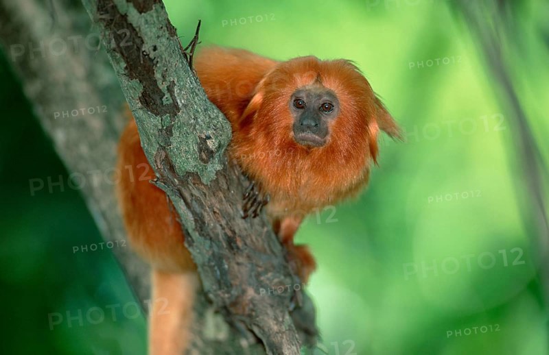 Golden Lion Tamarin (Leontopithecus rosalia rosalia)