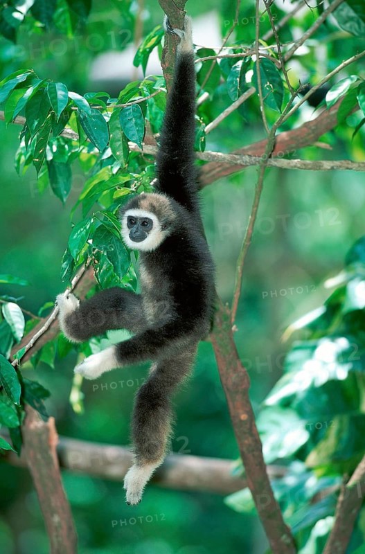 White-handed Gibbon (Hylobates lar)