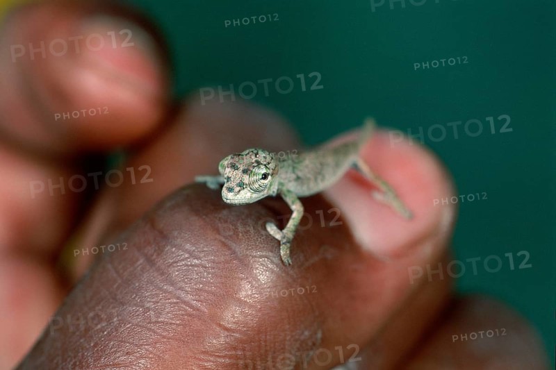 Horned Leaf Chameleon (Brookesia superciliaris) on human thumb, Madagascar, Africa