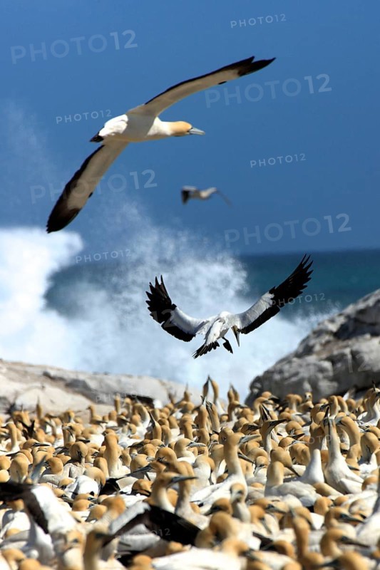 Cape Gannets (Morus capensis), colony, Lambert's Bay, South Africa (Sula capensis) Kaptoelpel-Kolonie, Lamberts Bay, Suedafrika (Sula capensis), Kaptölpel, Kaptölpel-Kolonie