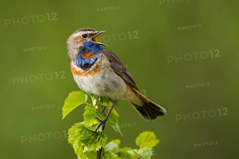 Red-spotted bluethroat (Luscinia svecica svecica) sings, Dovrefjell Sunndalsfjella National Park, Norway, Europe