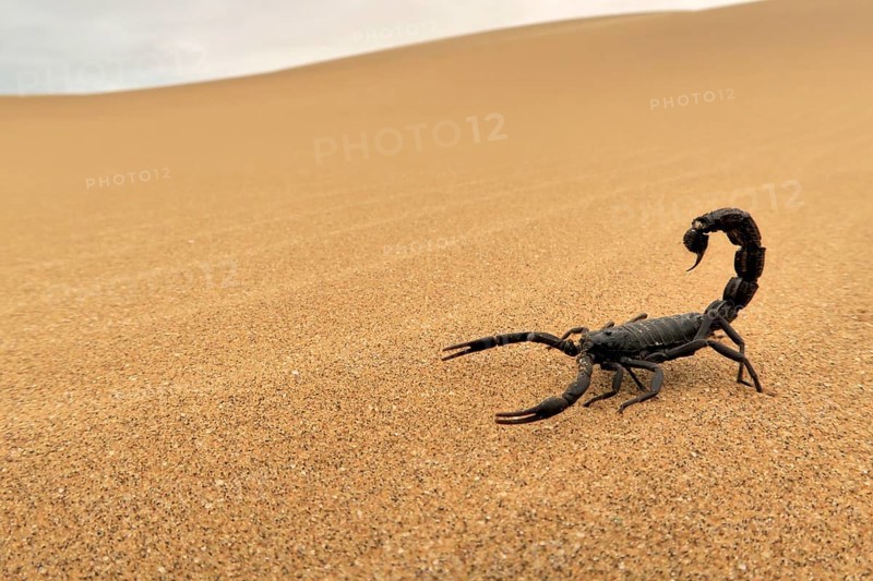Black scorpion (Parabuthus villosus) running on sand, Namib Desert in Swakopmund, Namibia, Africa