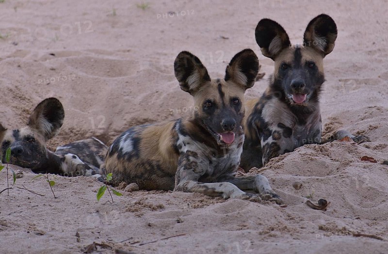 African Wild Dogs (Lycaon pictus), South Luangwa National Park, Zambia, Africa