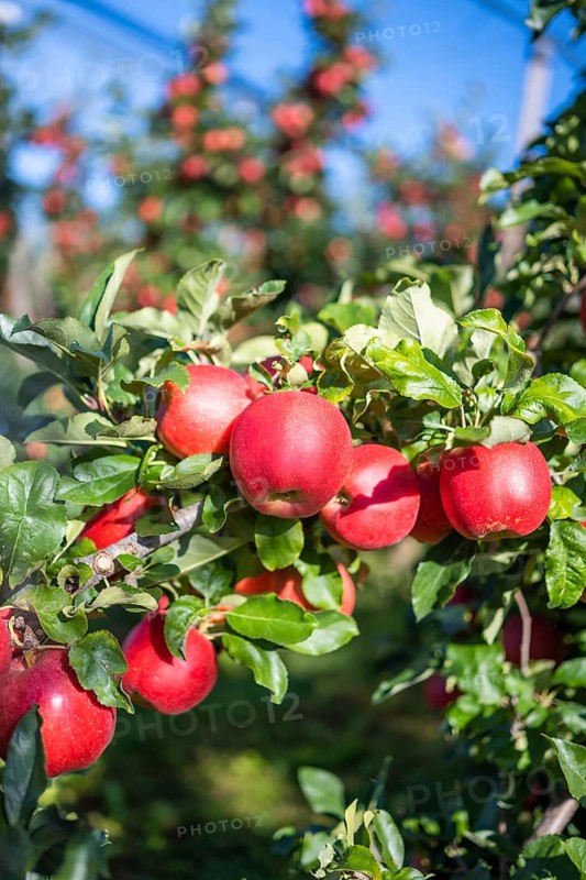 Red apples, ripe for the picking, Bodman-Ludwigshafen, Konstanz district, Baden-Württemberg, Germany, Europe