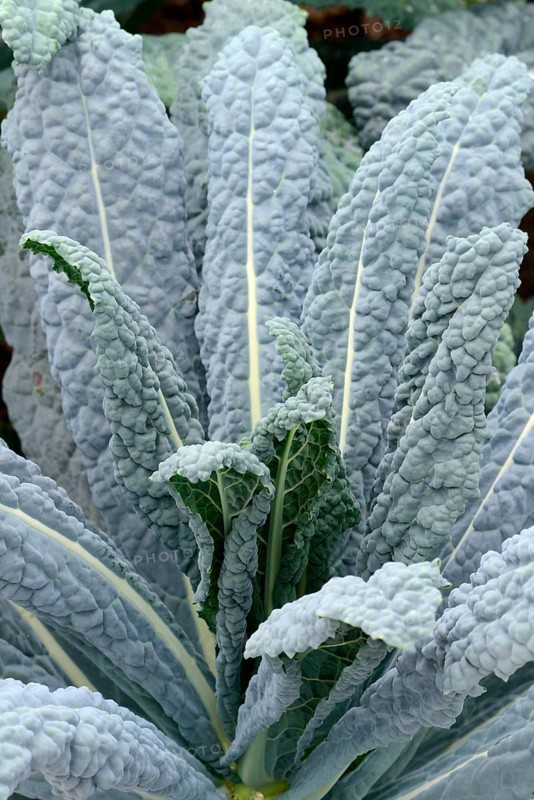 Brassica oleracea (Brassica oleracea var. palmifolia) black cabbage, cabbage, vegetable cabbage, variety Nero di Toscana, Tuscany, Italy, Europe