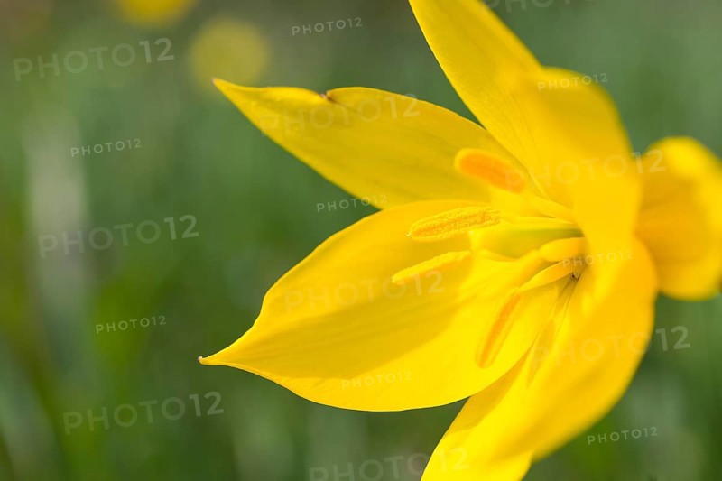 Wild tulip (Tulipa sylvestris) in flower, Saxony, Germany, Europe