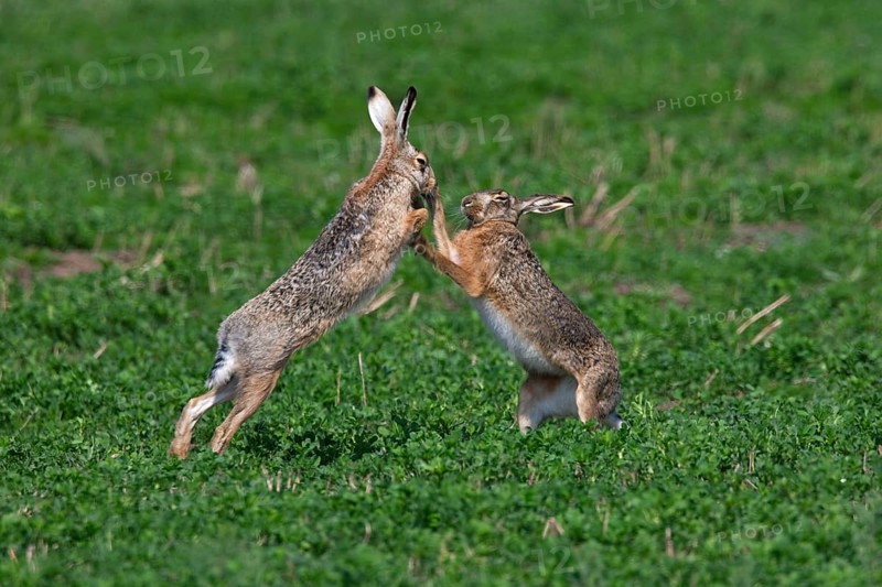 European hares (Lepus europaeus) boxing, fighting in the field during the breeding season, Germany, Europe