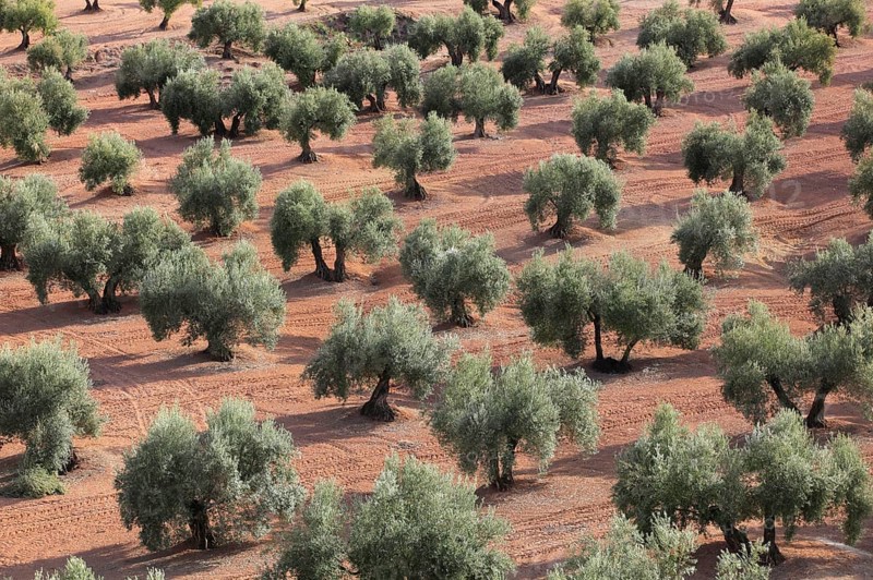 Olive groves, province of Jaon, Andalusia, Spain, Europe