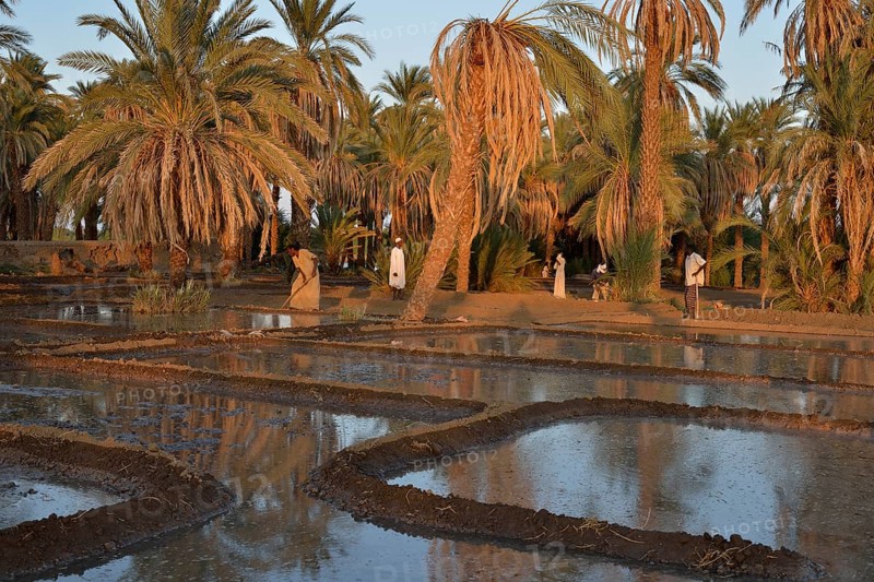Farmers cultivating their fields along the Nile, Soleb, Nubia, Northern Sudan