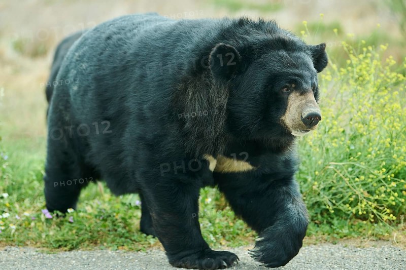 American black bear (Ursus americanus), captive, distribution North America