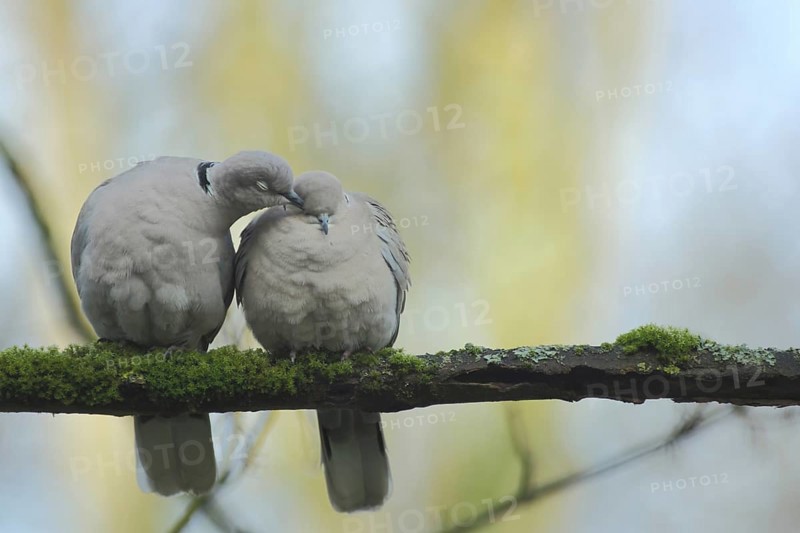 A pair of eurasian collared dove (Streptopelia decaocto) during courtship display and grooming in Bad Schönborn, Baden-Württemberg, Germany, Europe