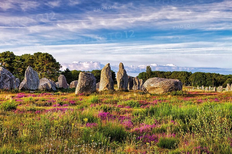 Flowering heath, stone circle, stone row, menhirs near Carnac, megalithic culture, Brittany, France, Europe