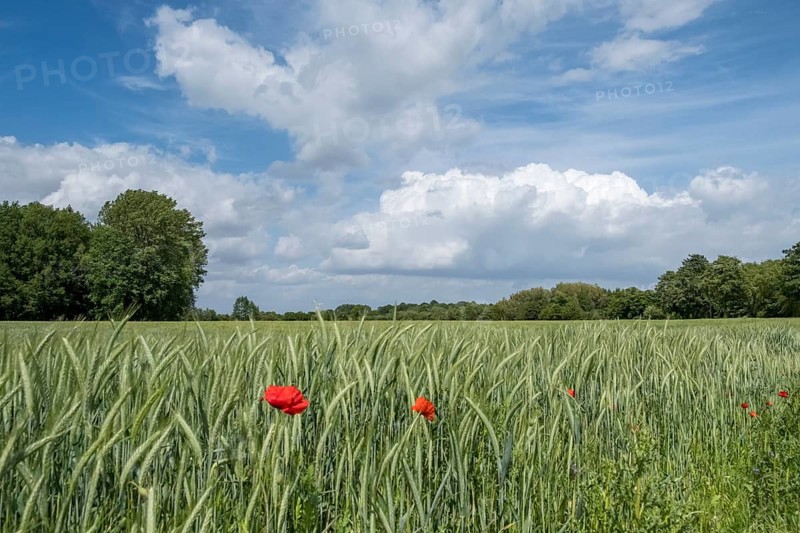 Barleys (Hordeum vulgare), spring, Münsterland, North Rhine-Westphalia, Germany, Europe