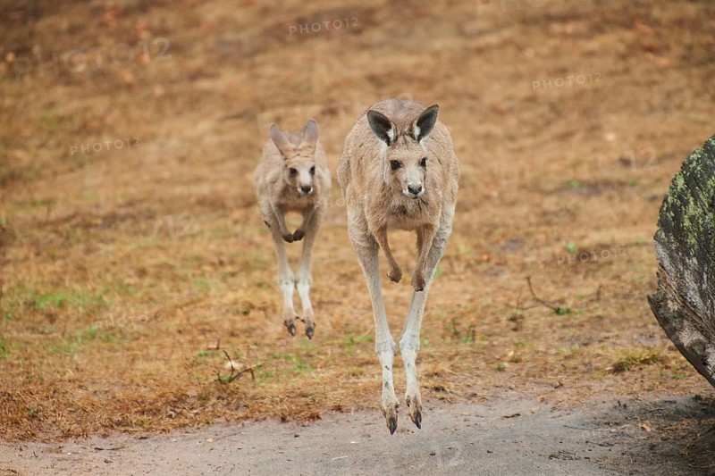Eastern grey kangaroos (Macropus giganteus) jumping over on a tried up meadow, raining, Bavaria, Germany, Europe