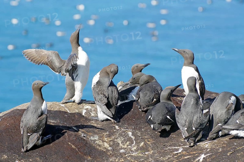 Numerous guillemots on a rock, Hornøya, Vardö. Finnmark, Norway, Europe