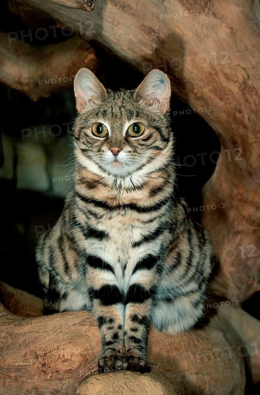 Black-footed cat (felis nigripes)