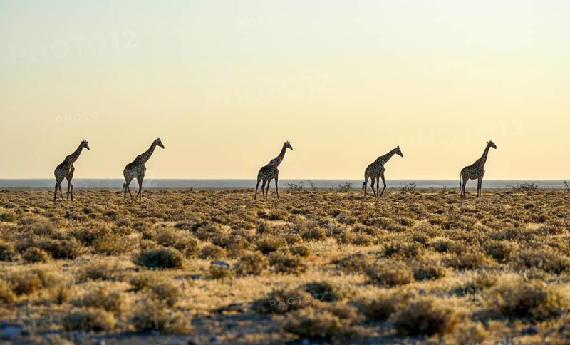 Angolan Giraffes (Giraffa camelopardalis angolensis) running one after another in the steppe, Etosha National Park, Namibia, Africa