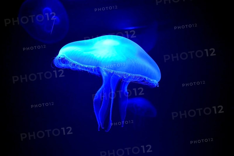 Moon Jelly (Aurelia aurita), Palma Aquarium, Palma de Mallorca, Majorca, Balearic Islands, Spain, Europe