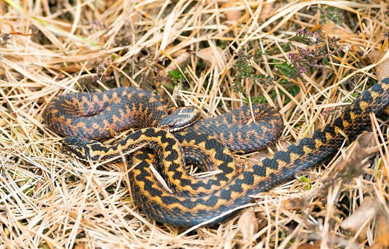 Two wild common european vipers (Vipera berus), brown, adult animals, females, lying and cuddling well camouflaged between grass, pine (Pinus) needles, autumn leaves and heather or common heather (Calluna vulgaris), Pietzmoor nature reserve, Lüneburg Heath, Lower Saxony, Germany, Europe