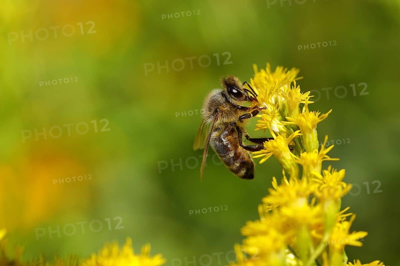 European honey bee (Apis mellifera) collecting nectar from a yellow flower of goldenrod (Solidago), Wilden, North Rhine-Westphalia, Germany, Europe