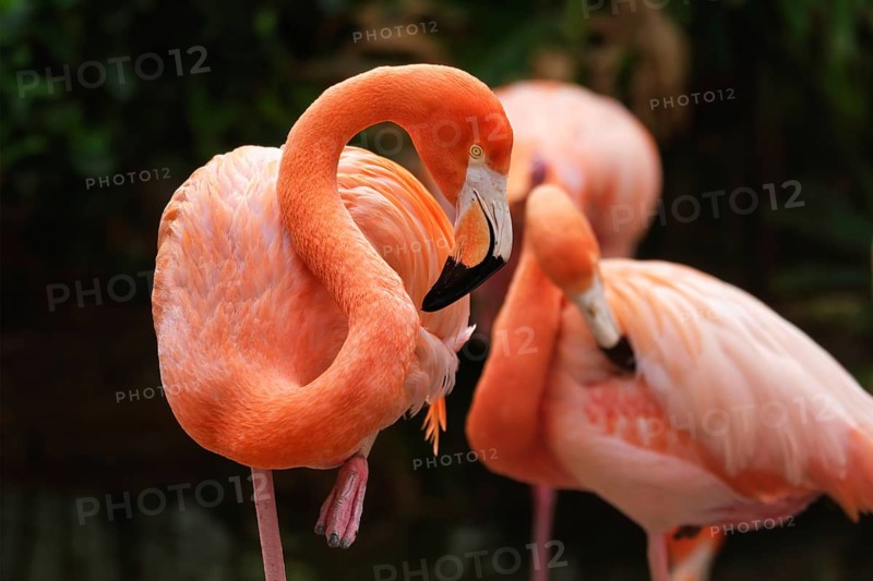 American flamingo (Phoenicopterus ruber) pink bird in pond