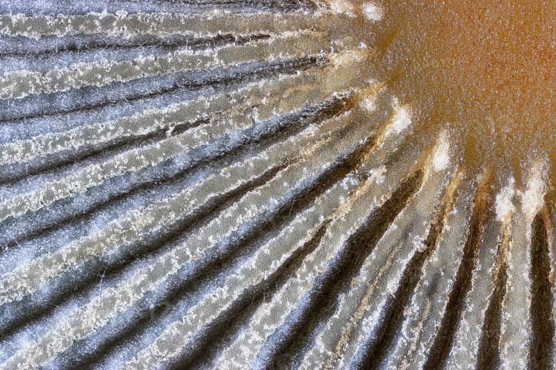 Detail of the structure of the umbrella of a Common Scheibchentintling (Parasola plicatilis), looks like sun with rays, Isental, Bavaria, Dorfen