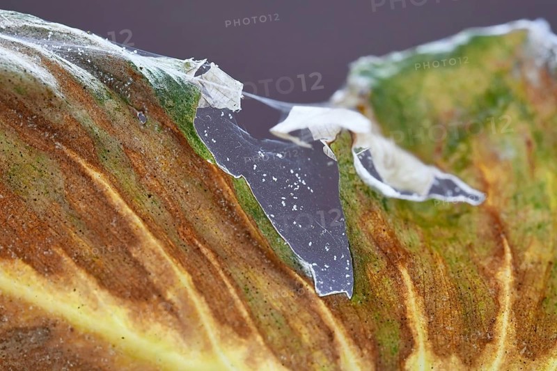 Spider mites pests with infecting sick leaf of Philodendron houseplant with web