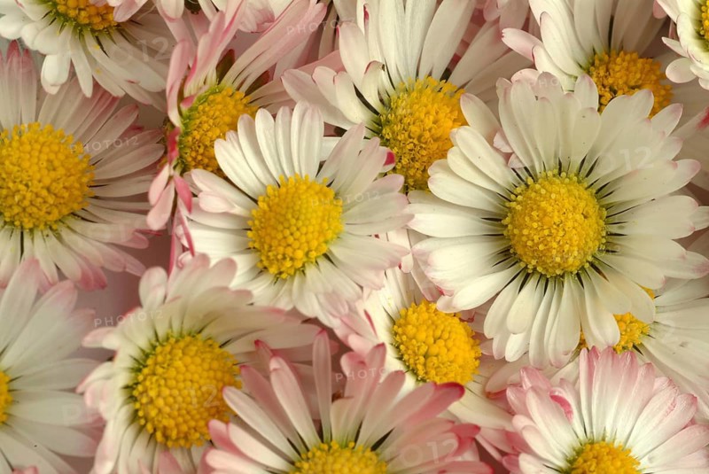Common daisy (Bellis perennis), medicinal plant, naturopathy classifies the daisy among other things as stimulating the metabolism, expectorant and anti-inflammatory, used e.g. for respiratory and skin diseases as well as injuries. The daisy was named medicinal plant of the year 2017