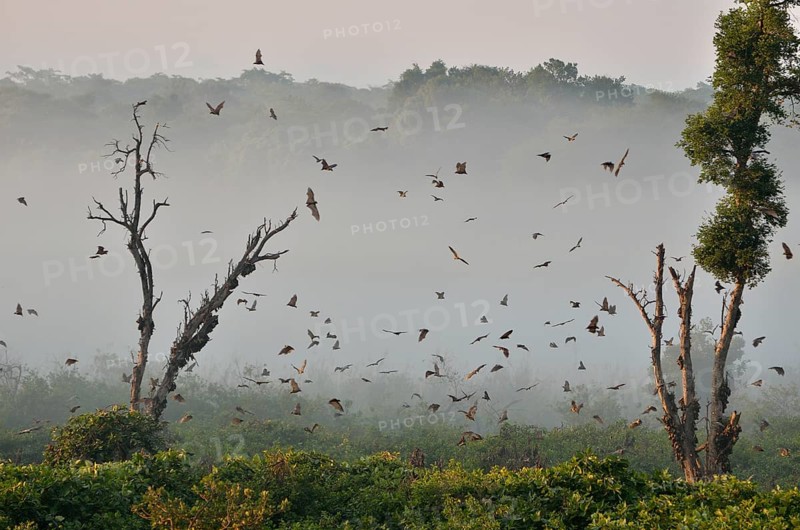 Straw-coloured Fruit Bats (Eidolon helvum), in flight, Kasanka National Park, Zambia, Africa