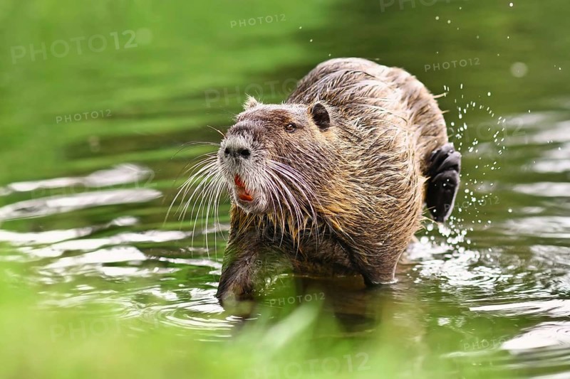 Semiaquatic rodent called, commonly known as Nutria (Myocastor Coypus), scratching itself in river. Nutria are an invasive species in Europe originating from South America