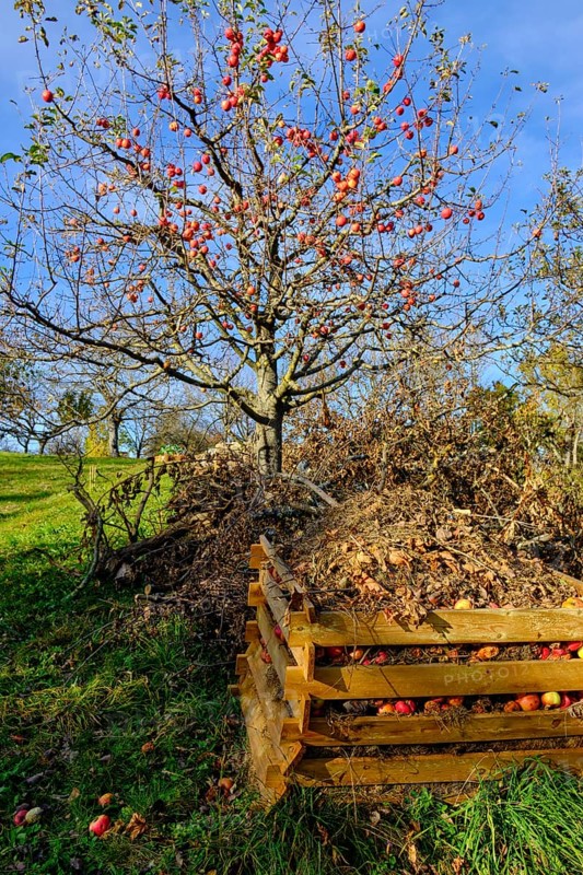 Apple tree in autumn with compost heap on a meadow orchard in the vineyards of Metzingen, Baden-Württemberg, Germany, Europe