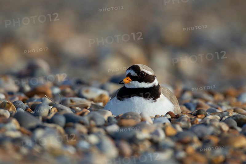 Ringed plover (Charadrius hiaticula) adult bird sitting on a nest on a shingle beach, Norfolk, England, United Kingdom, Europe