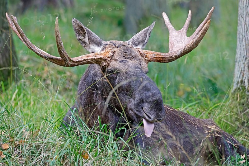 Elk (Alces alces), bull sitting in the grass, captive