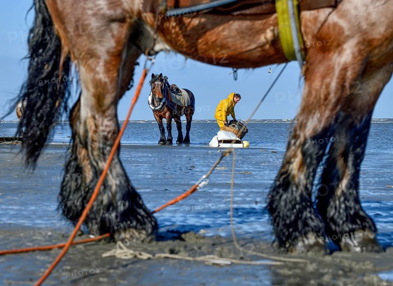Horse fishermen catching Brown shrimp (Crangon crangon), Koksijde, North Sea coast, province of West Flanders, Belgium, Europe