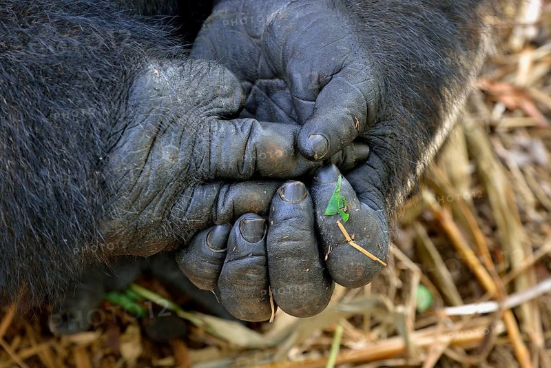 Western Lowland Gorilla (Gorilla gorilla gorilla), hands, male, Silverback, captive, South-West Region, Cameroon, Africa