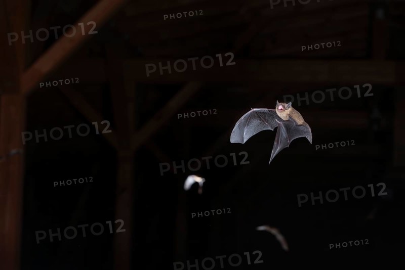 Common pipistrelle (Pipistrellus pipistrellus), swarming in the attic shortly in front of going out, Brandenburg, Germany, Europe