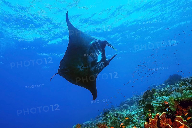 Rare black giant manta ray (Manta birostris), Bali Sea, Indo-Pacific, Pacific Ocean, Bali, Malay Archipelago, Indonesia, Asia
